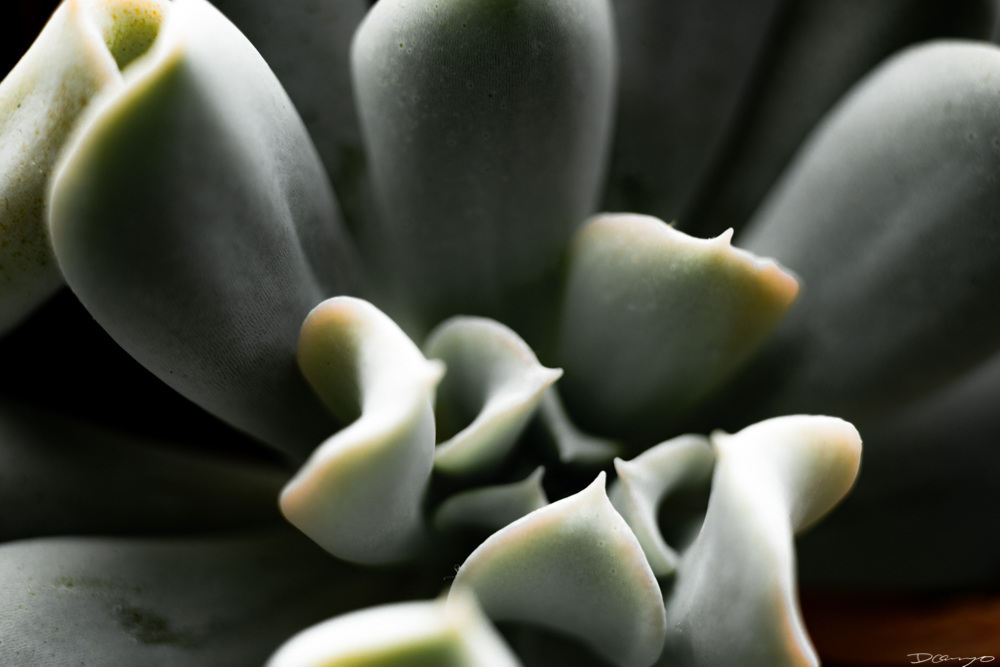 Photos of flowers, focaccia, fun Lucky Charms, and pretty Berkeley neighborhood sights.